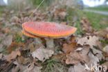 Vliegenzwam (Amanita muscaria)