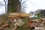 Fly agaric (Amanita muscaria)