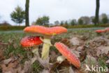 Vliegenzwam (Amanita muscaria)