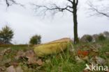 King Bolete (Boletus edulis)