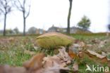 King Bolete (Boletus edulis)