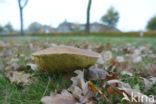 King Bolete (Boletus edulis)