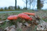 Fly agaric (Amanita muscaria)