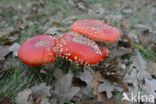 Fly agaric (Amanita muscaria)