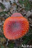 Fly agaric (Amanita muscaria)