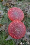 Fly agaric (Amanita muscaria)