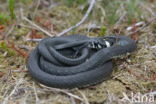 grass snake (natrix natrix natrix)