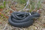 grass snake (natrix natrix natrix)