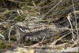 European Nightjar (Caprimulgus europaeus)