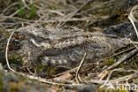 European Nightjar (Caprimulgus europaeus)