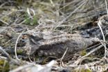 European Nightjar (Caprimulgus europaeus)