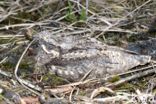 European Nightjar (Caprimulgus europaeus)