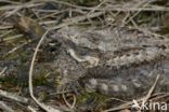 European Nightjar (Caprimulgus europaeus)