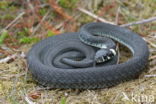 grass snake (natrix natrix natrix)