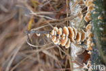 Bronw birch bolete (Leccinum scabrum)