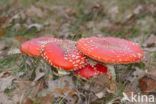 Fly agaric (Amanita muscaria)