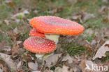 Vliegenzwam (Amanita muscaria)