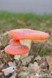 Fly agaric (Amanita muscaria)