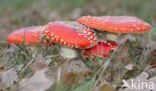 Vliegenzwam (Amanita muscaria)