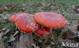 Fly agaric (Amanita muscaria)