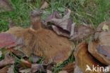 Brown Rollrim (Paxillus involutus)