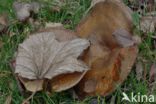 Brown Rollrim (Paxillus involutus)