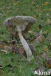 Bronw birch bolete (Leccinum scabrum)