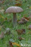 Bronw birch bolete (Leccinum scabrum)