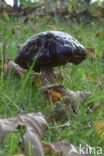 Bronw birch bolete (Leccinum scabrum)