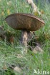 Bronw birch bolete (Leccinum scabrum)