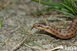 Gladde slang (Coronella austriaca)