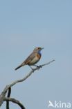 Blauwborst (Luscinia svecica)