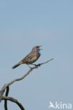 Blauwborst (Luscinia svecica)