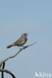 Blauwborst (Luscinia svecica)