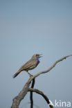 Blauwborst (Luscinia svecica)