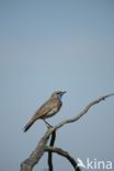 Blauwborst (Luscinia svecica)