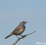 Blauwborst (Luscinia svecica)