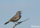 Blauwborst (Luscinia svecica)