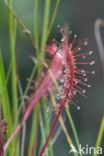 Lange zonnedauw (Drosera longifolia)