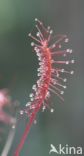 Great Sundew (Drosera longifolia)