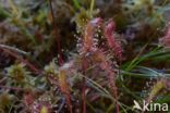 Lange zonnedauw (Drosera longifolia)