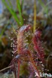 Great Sundew (Drosera longifolia)