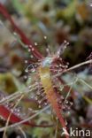 Great Sundew (Drosera longifolia)