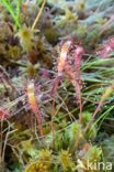 Lange zonnedauw (Drosera longifolia)