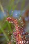 Great Sundew (Drosera longifolia)