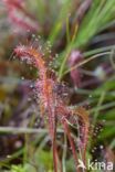 Great Sundew (Drosera longifolia)