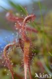 Lange zonnedauw (Drosera longifolia)