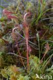 Great Sundew (Drosera longifolia)