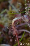 Great Sundew (Drosera longifolia)