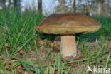 King Bolete (Boletus edulis)